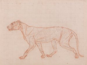 Vergleichende anatomische Darstellung der Struktur des menschlichen Körpers mit der eines Tigers und eines gewöhnlichen Huhns: Tigerkörper, Seitenansicht