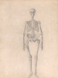 Vergleichende anatomische Darstellung der Struktur des menschlichen Körpers mit der eines Tigers und eines gewöhnlichen Huhns: Menschliches Skelett, Vorderansicht (Fertige Studie für Tafel I)