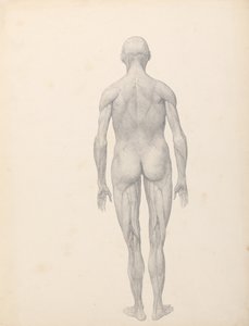 Vergleichende anatomische Darstellung der Struktur des menschlichen Körpers mit der eines Tigers und eines Haushuhns: Menschliche Figur, Rückansicht, teilweise seziert (Fertige Studie für Tafel XII)