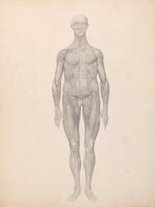 Vergleichende anatomische Darstellung der Struktur des menschlichen Körpers mit der eines Tigers und eines gewöhnlichen Huhns: Menschliche Figur, Vorderansicht, Haut und darunterliegende Faszienschichten entfernt (Fertige Studie für Tafel XI)