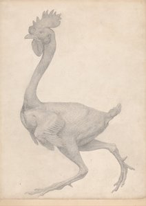 Vergleichende anatomische Darstellung der Struktur des menschlichen Körpers mit der eines Tigers und eines gewöhnlichen Huhns: Huhn, Seitenansicht mit den meisten entfernten Federn (Fertige Studie für Tafel X)