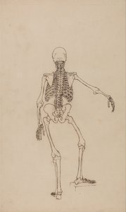 Vergleichende anatomische Darstellung der Struktur des menschlichen Körpers mit der eines Tigers und eines gewöhnlichen Huhns: Menschliches Skelett, Rückansicht