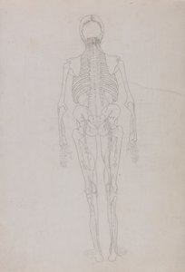 Vergleichende anatomische Darstellung der Struktur des menschlichen Körpers mit der eines Tigers und eines gewöhnlichen Huhns: Menschliche Figur, Rückansicht (Umrisszeichnung für eine Schlüsselfigur, die das Endstadium der Sektion zeigt)