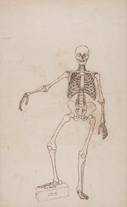 Vergleichende anatomische Darstellung der Struktur des menschlichen Körpers mit der eines Tigers und eines gewöhnlichen Huhns: Menschliches Skelett, Vorderansicht