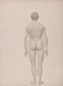 Vergleichende anatomische Darstellung der Struktur des menschlichen Körpers mit der eines Tigers und eines gewöhnlichen Huhns: Menschliche Figur, Rückansicht (unzerlegt)