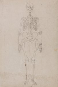 Vergleichende anatomische Darstellung der Struktur des menschlichen Körpers mit der eines Tigers und eines gewöhnlichen Huhns: Menschliches Skelett, Vorderansicht (endgültige Studie)