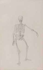 Vergleichende anatomische Darstellung der Struktur des menschlichen Körpers mit der eines Tigers und eines gewöhnlichen Huhns: Menschliches Skelett, Rückansicht (rechter Arm ausgestreckt)