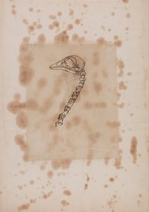 Vergleichende anatomische Darstellung der Struktur des menschlichen Körpers mit der eines Tigers und eines gewöhnlichen Huhns: Hühnerkopf und Hals, Seitenansicht