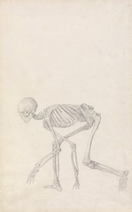 Vergleichende anatomische Darstellung der Struktur des menschlichen Körpers mit der eines Tigers und eines gewöhnlichen Huhns: Menschliches Skelett, Seitenansicht (in hockender Haltung)