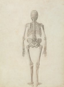 Eine vergleichende anatomische Darstellung der Struktur des menschlichen Körpers mit der eines Tigers und eines gewöhnlichen Huhns: Menschliches Skelett, Rückansicht