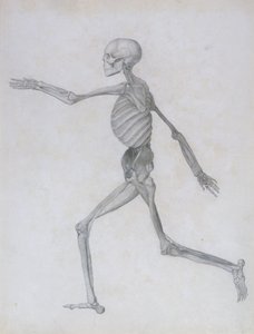 Vergleichende anatomische Darstellung der Struktur des menschlichen Körpers mit der eines Tigers und eines gewöhnlichen Huhns: Menschliche Figur, Seitenansicht, 1795-1806