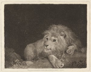 Ein Löwe [Ein liegender Löwe] von George Stubbs