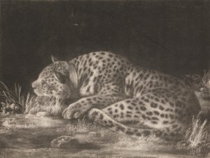 Ein Tiger (Schlafender Leopard)