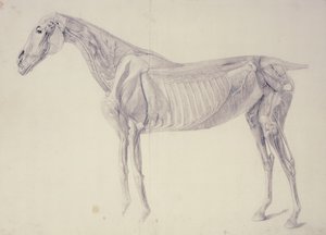 Diagramm aus The Anatomy of the Horse von George Stubbs