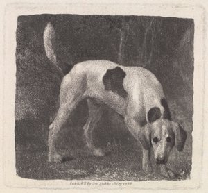 Hund (Ein Fuchshund auf der Fährte) graviert vom Künstler, veröffentlicht 1788 von George Stubbs