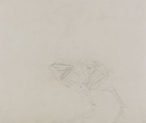Dorking Huhn Körper, Seitenansicht, aus Ein Vergleichender Anatomischer Exposition der Struktur des menschlichen Körpers mit der eines Tigers und eines gewöhnlichen Huhns, 1795-1806 von George Stubbs