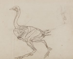 Dorking-Huhn Körper, Seitenansicht, aus 