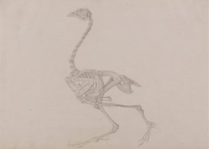 Dorking-Huhn-Skelett, Seitenansicht (Fertige Studie für eine unveröffentlichte Tafel) von George Stubbs
