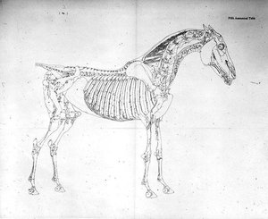 Fünfte anatomische Tafel aus 