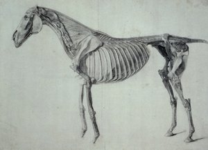 Fertige Studie für die fünfte anatomische Tafel eines Pferdes (Graphit auf Papier) von George Stubbs