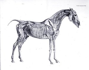 Vierte anatomische Tafel, aus 