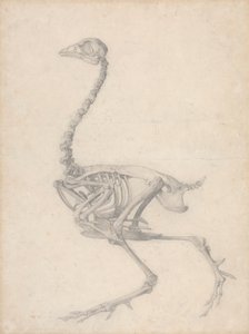Vogelskelett, Seitenansicht (Fertige Studie für Tabelle V) von George Stubbs