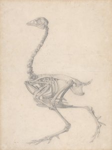 Vogelskelett, Seitenansicht (Fertige Studie für Tabelle V) von George Stubbs