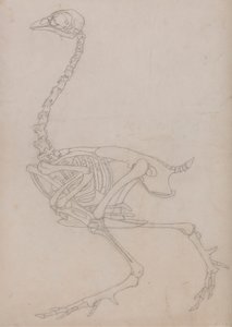 Vogelskelett, Seitenansicht (Umrisszeichnung des Skeletts, vorbereitet für die Schlüsselfigur zu Tafel V) von George Stubbs