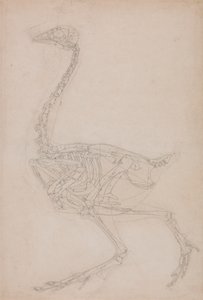 Vogelskelett, seitliche Ansicht (wahrscheinlich Grundstudie der Proportionen des Vogelskeletts für andere Zeichnungen verwendet) von George Stubbs