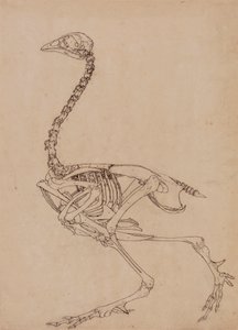 Vogelskelett, Seitenansicht von George Stubbs