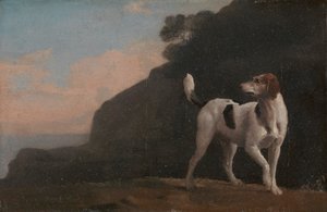 Fuchshund
