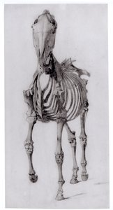 Frontalansicht des Skeletts eines Pferdes, Studie Nr. 10 aus Die Anatomie des Pferdes, 1766 von George Stubbs
