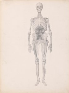 Menschliche Figur, Vorderansicht (Fertige Studie des letzten Stadiums der Präparation)