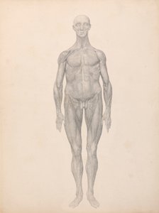 Menschliche Figur, Vorderansicht, Haut und darunterliegende Faszienschichten entfernt (Fertige Studie für Tabelle XI) von George Stubbs