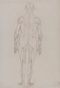 Menschliche Figur, Rückansicht (Umrisszeichnung für Schlüsselfigur zu Tafel XII) von George Stubbs