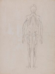 Menschliche Figur, Rückansicht (Umrisszeichnung für die Schlüsselfigur einer unveröffentlichten Platte) von George Stubbs