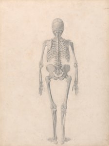 Menschliches Skelett, Rückansicht (Fertige Studie für Tabelle II) von George Stubbs