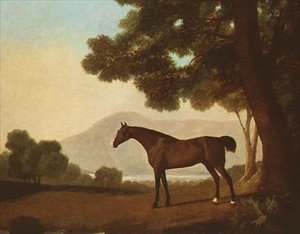 "Johnny", ein brauner Hengst in einer bewaldeten Landschaft