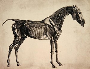 Tafel aus "Die Anatomie des Pferdes", ca. 1766 von George Stubbs