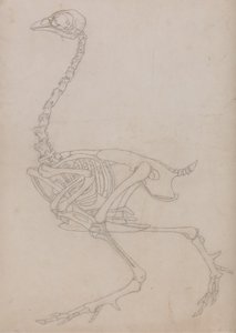 Studie eines Huhns, Seitenansicht, aus A Comparative Anatomical Exposition of the Structure of the Human Body with that of a Tiger and a Common Fowl, 1795-1806 von George Stubbs