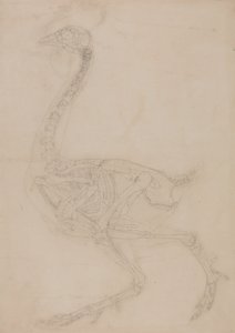 Studie eines Huhns, Seitenansicht, aus A Comparative Anatomical Exposition of the Structure of the Human Body with that of a Tiger and a Common Fowl, 1795-1806 von George Stubbs