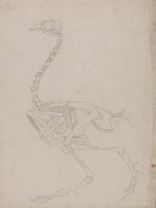 Studie eines Huhns, Seitenansicht, aus A Comparative Anatomical Exposition of the Structure of the Human Body with that of a Tiger and a Common Fowl, 1795-1806 von George Stubbs