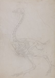 Studie eines Huhns, Seitenansicht, aus A Comparative Anatomical Exposition of the Structure of the Human Body with that of a Tiger and a Common Fowl, 1795-1806 von George Stubbs