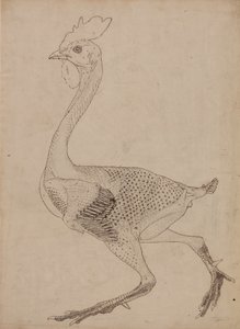 Studie eines Huhns, Seitenansicht, aus A Comparative Anatomical Exposition of the Structure of the Human Body with that of a Tiger and a Common Fowl, 1795-1806 von George Stubbs
