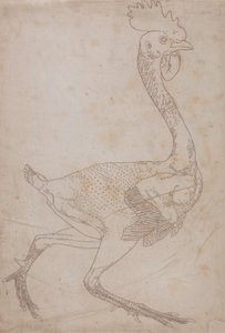 Studie eines Huhns, Seitenansicht, aus Ein Vergleichender Anatomischer Exposition der Struktur des menschlichen Körpers mit der eines Tigers und eines gewöhnlichen Huhns, 1795-1806 von George Stubbs