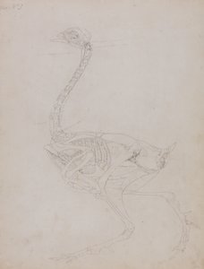 Studie eines Huhns, Seitenansicht, aus Ein Vergleichender Anatomischer Exposition der Struktur des menschlichen Körpers mit der eines Tigers und eines gewöhnlichen Huhns, 1795-1806 von George Stubbs