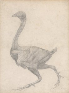 Studie eines Huhns, Seitenansicht, mit entfernter Haut und darunterliegenden Faszienschichten, aus Einem Vergleichenden Anatomischen Exposé der Struktur des menschlichen Körpers mit dem eines Tigers und eines gewöhnlichen Huhns, 1795 von George Stubbs