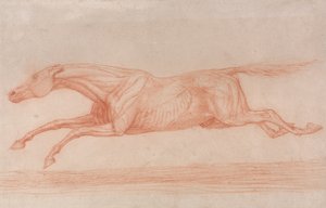Studie eines Rennpferdes in Aktion: Galoppierend nach links, eine halb-anatomische Studie, mit abgezogener Haut, um die Muskelbewegung zu zeigen