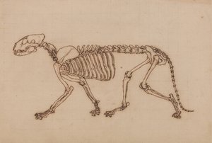 Studie eines Tigers, Seitenansicht, aus Einem Vergleichenden Anatomischen Exposé der Struktur des menschlichen Körpers mit dem eines Tigers und eines gewöhnlichen Huhns, 1795-1806