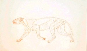Studie eines Tigers, Seitenansicht, aus Einem Vergleichenden Anatomischen Exposé der Struktur des menschlichen Körpers mit dem eines Tigers und eines gewöhnlichen Huhns, 1795-1806 von George Stubbs